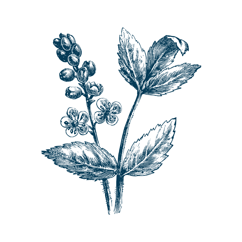 Begonia Tuberous