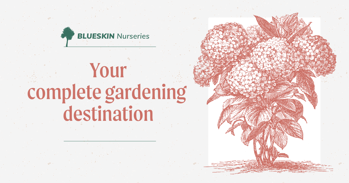 Blueskin Nurseries Nursery, Garden Centre & Cafe Dunedin, NZ