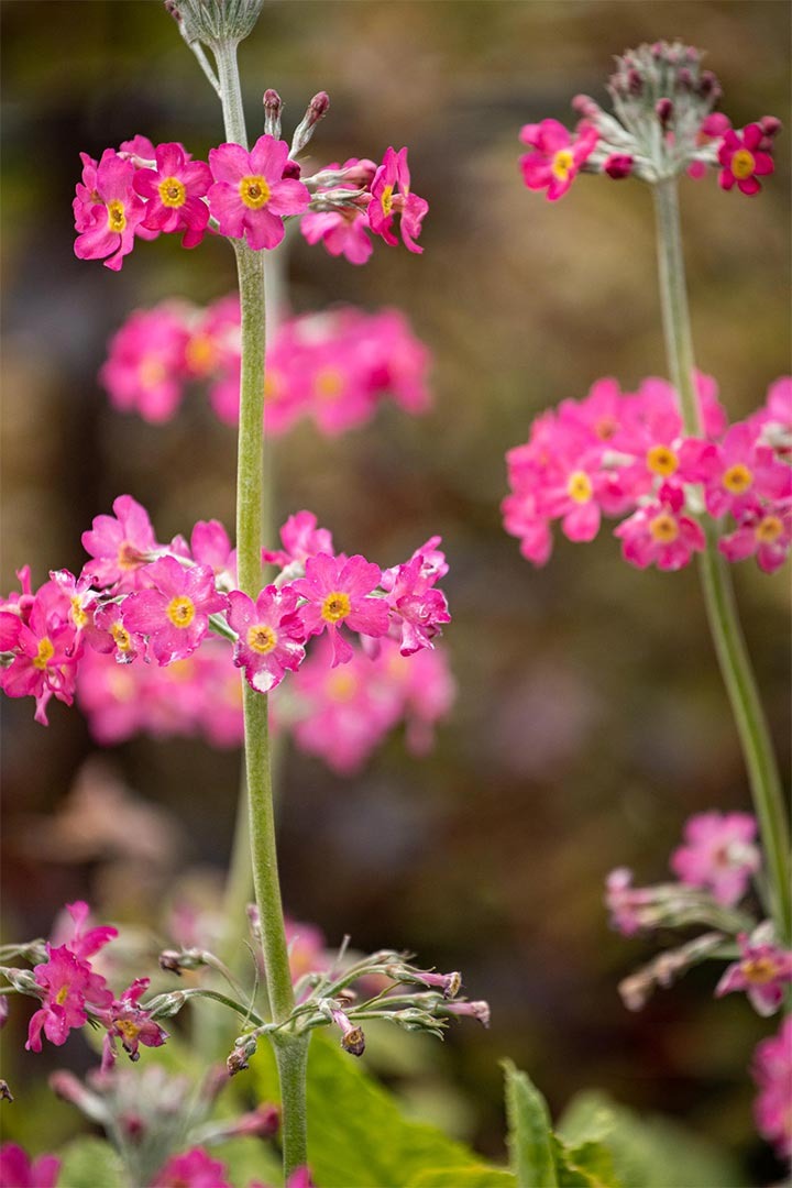 gome flowers image