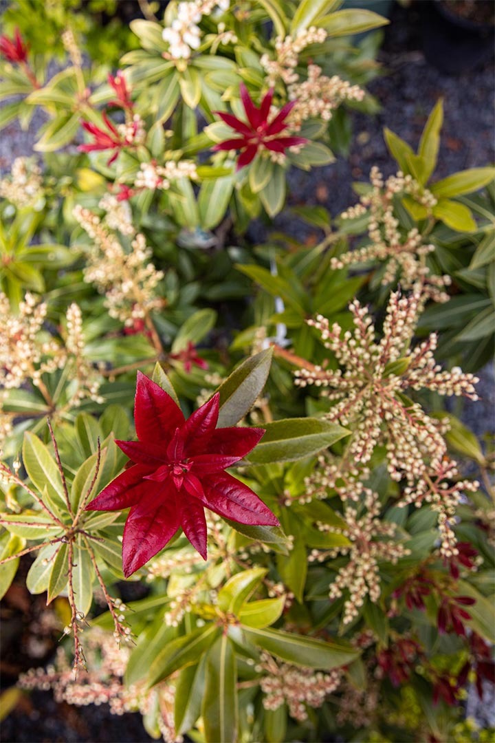 home garden centre plant