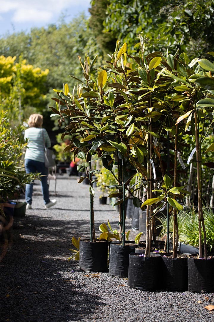 home the garden centre portrait trees