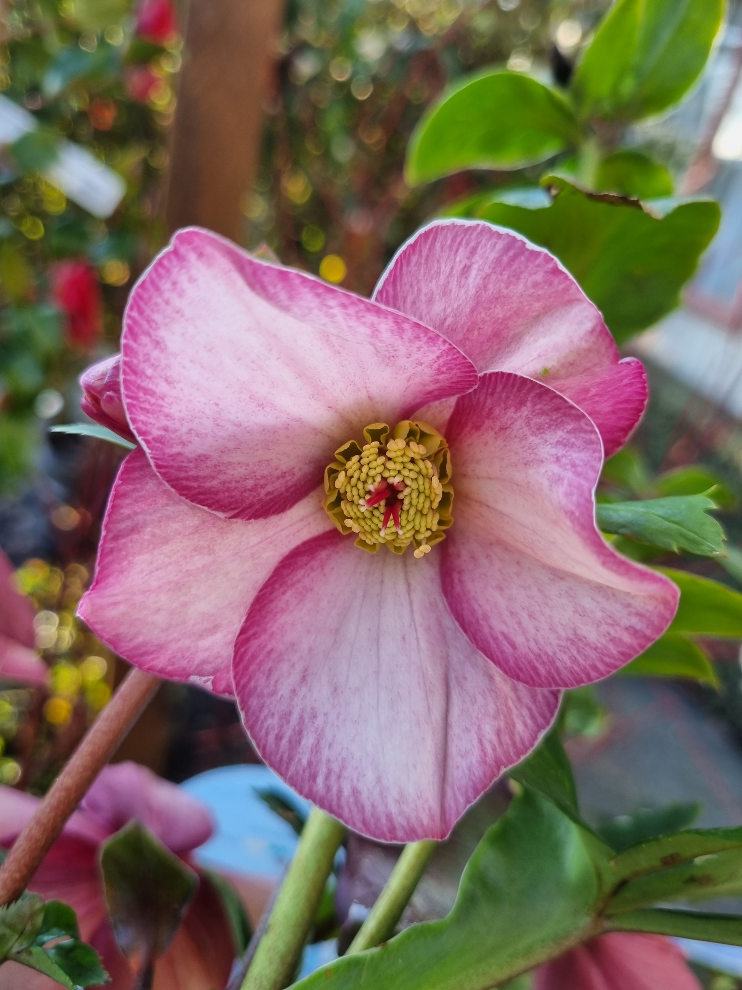 Helleborus Emma_resized