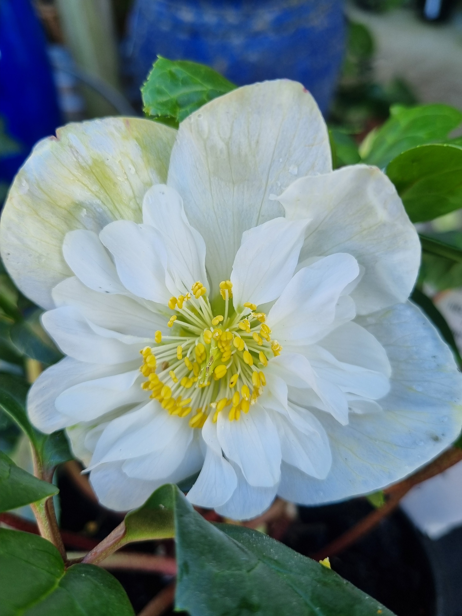 Helleborus niger semidouble2_resized