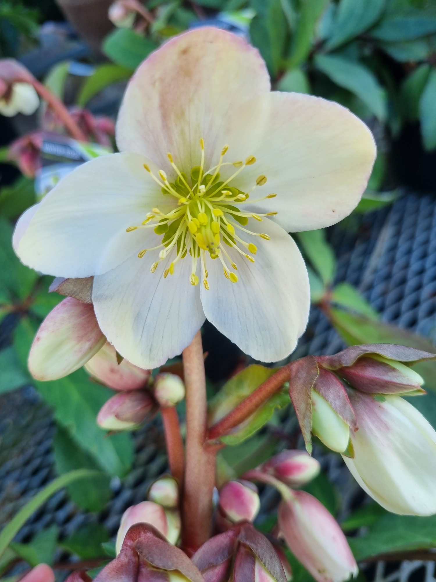 Helleborus.Emma_resized