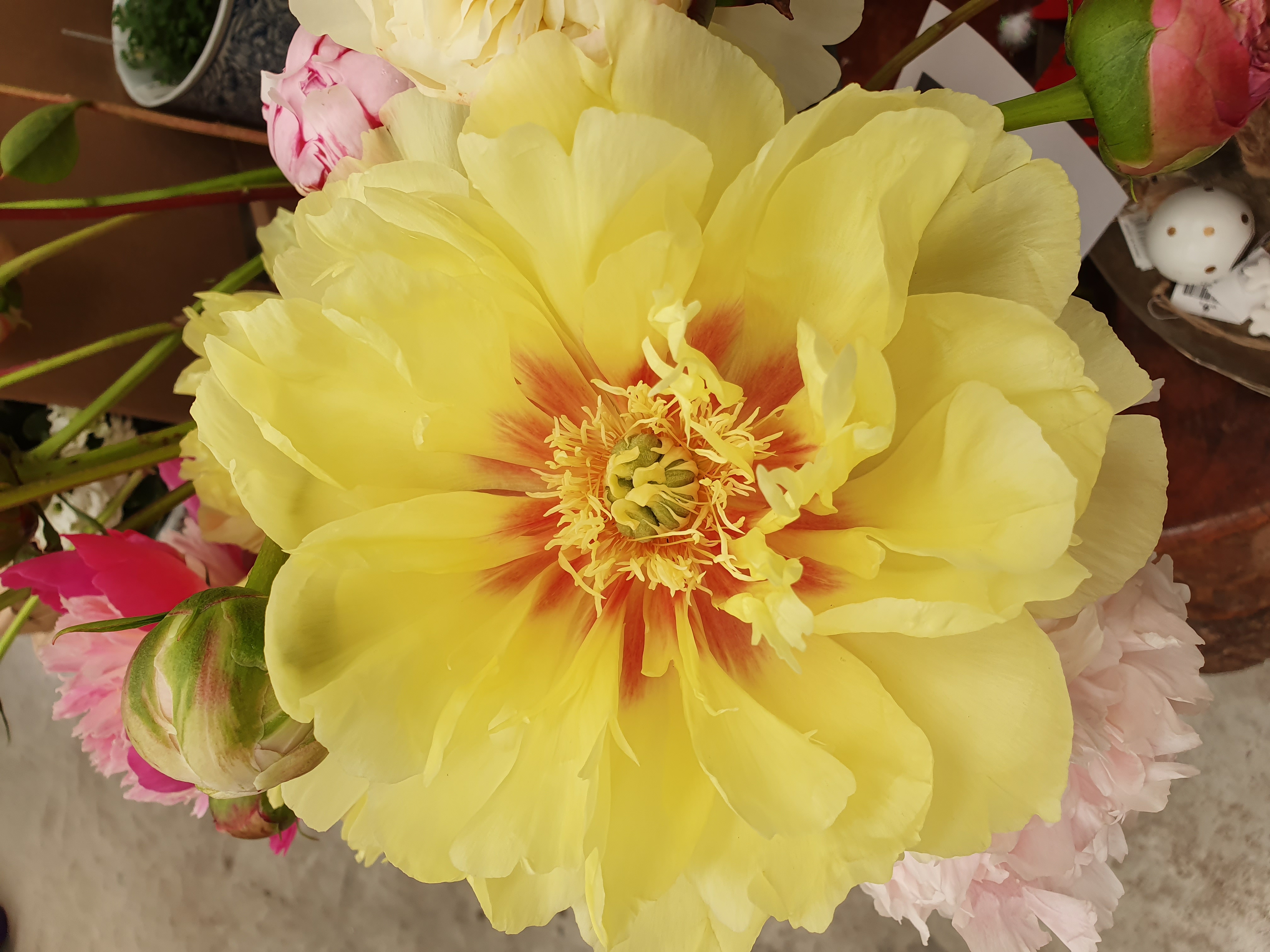 Peony Bartzella2