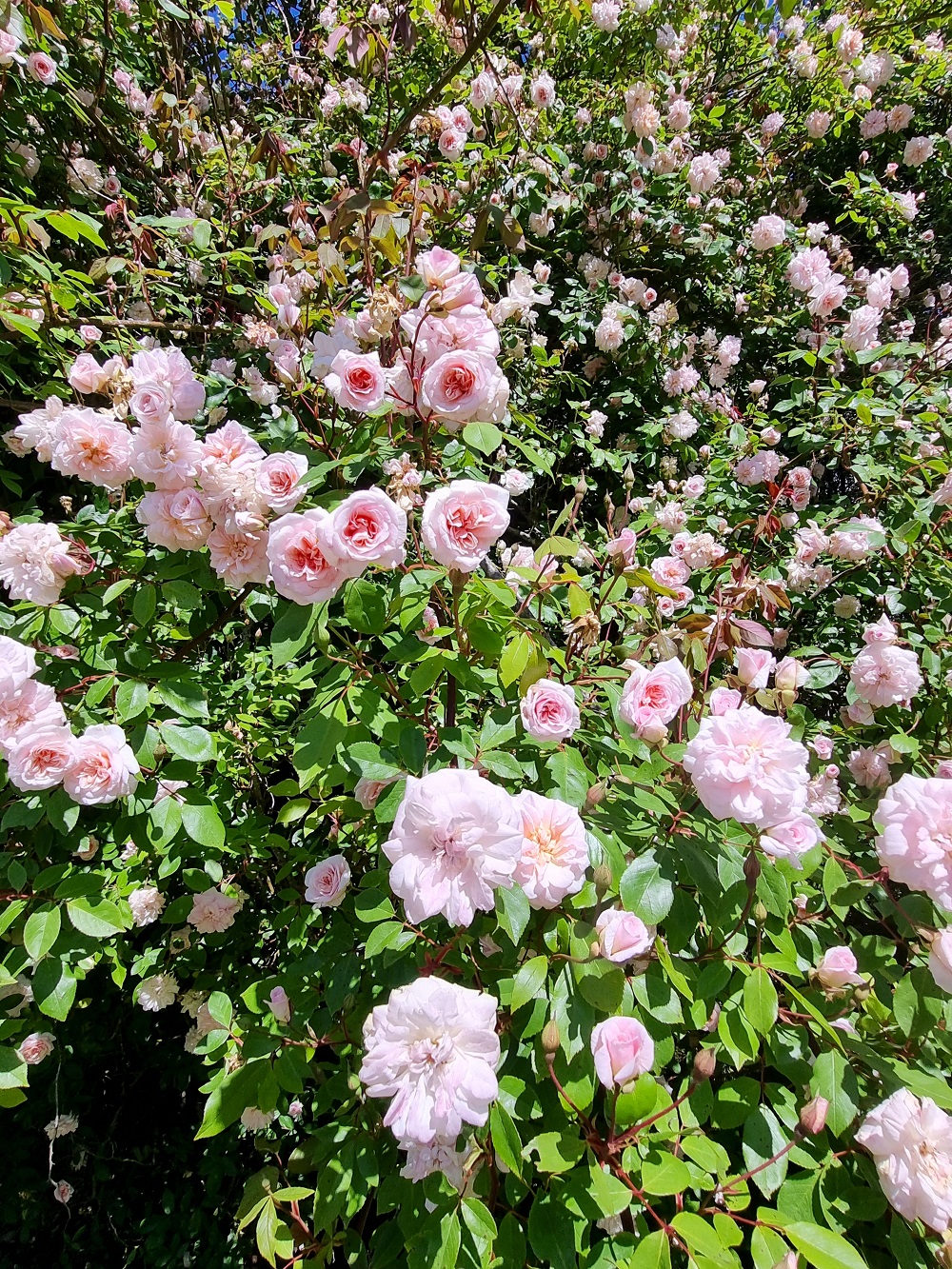 Rose Cecil brunner