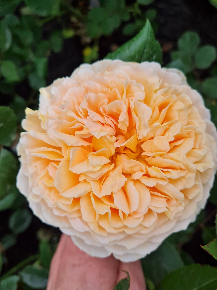 Rose crown princes margarita6_resized
