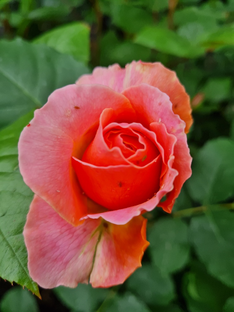 Rose my mum_resized