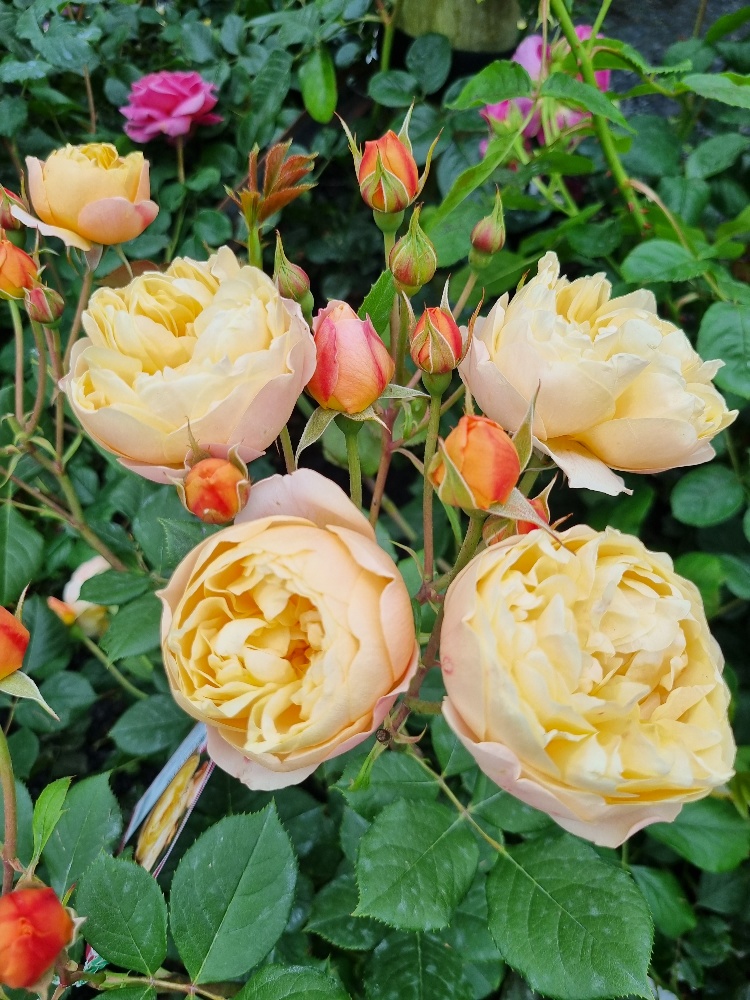 Rose roald dahl_resized