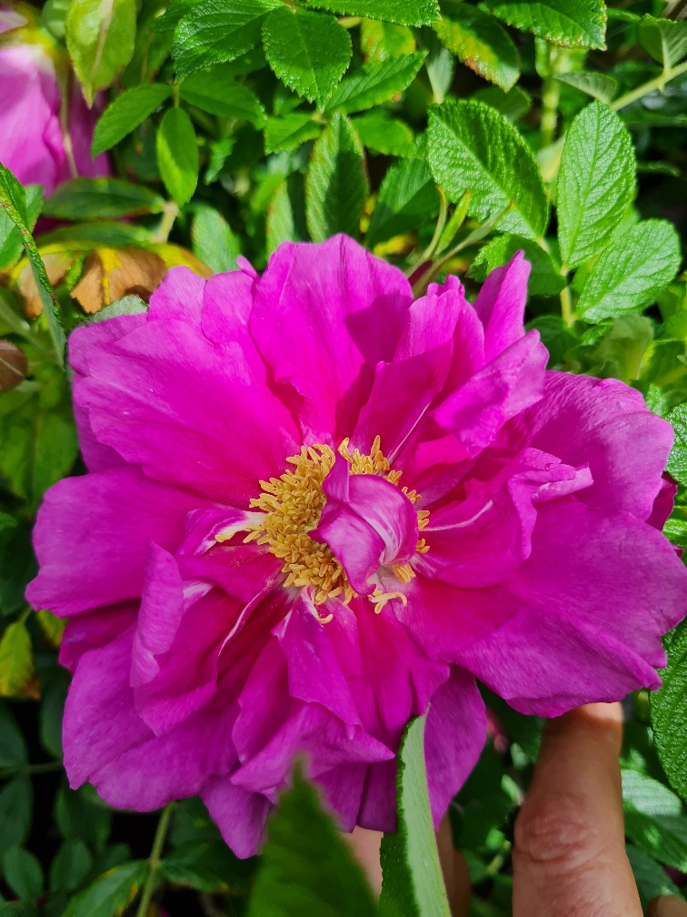 Rose.roaeraie de lhay9_resized_1