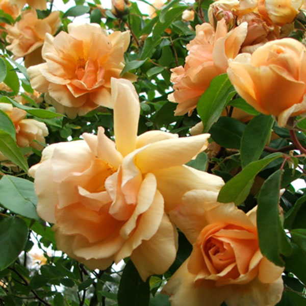 Roses Crepuscule Rose 1