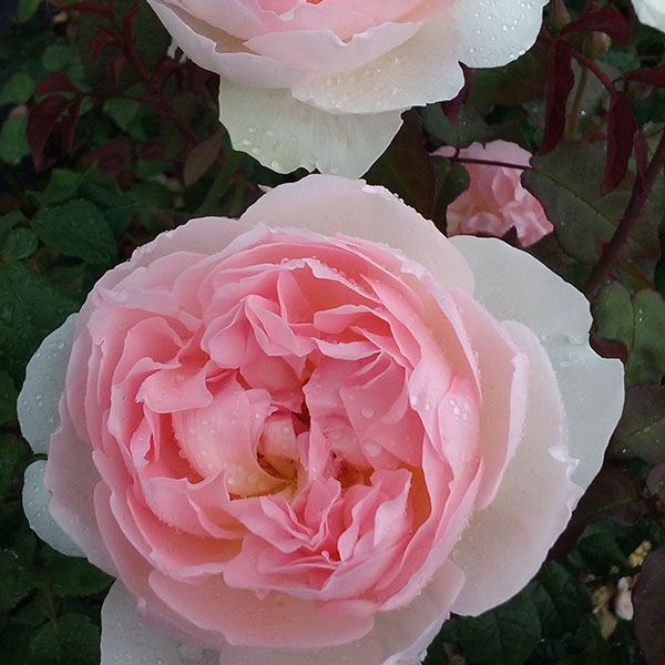 Sharifa Asma Rose 1