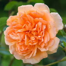 dame judi