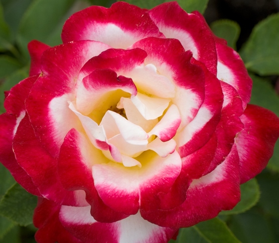 double_delight