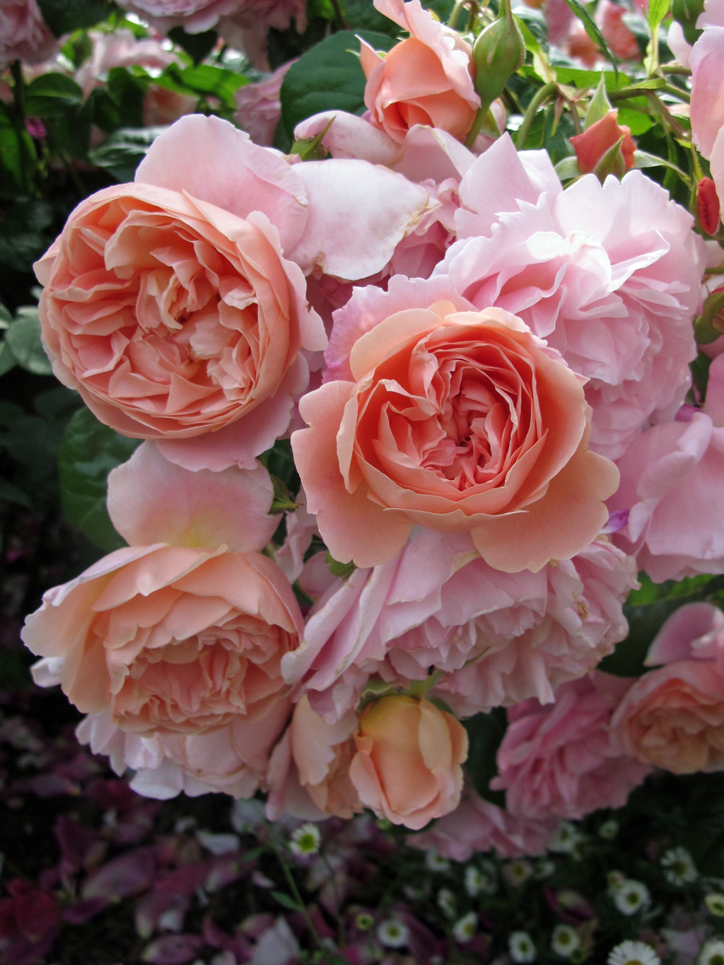 leander rose