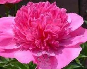 paeonia bouquet perfect