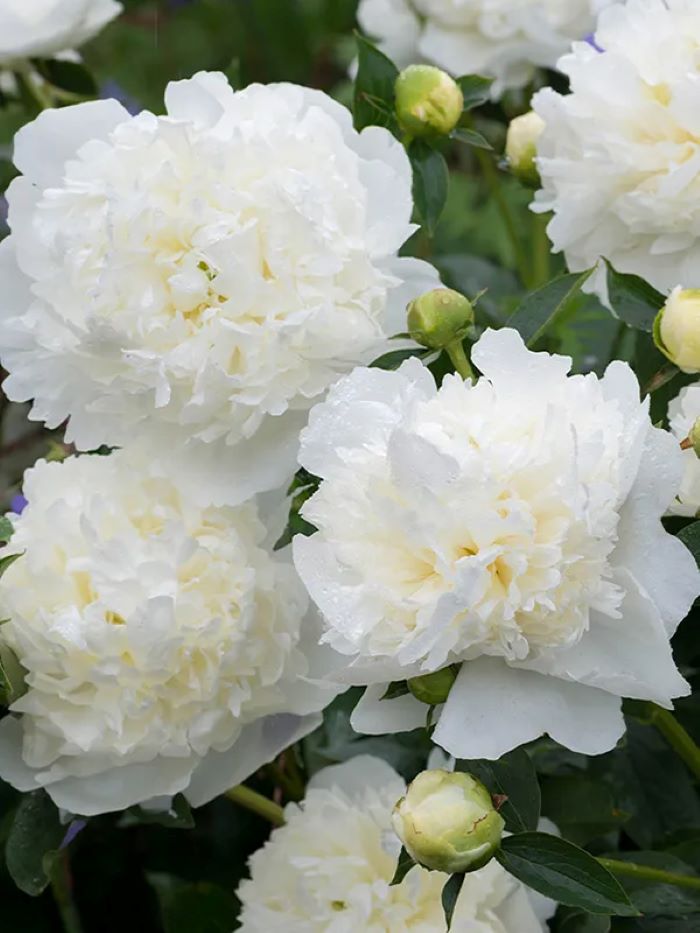 paeony duchesse du nemours 700x