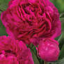 paeony kansas