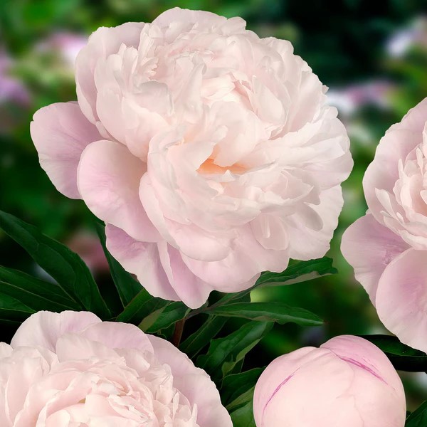 peony gardenia