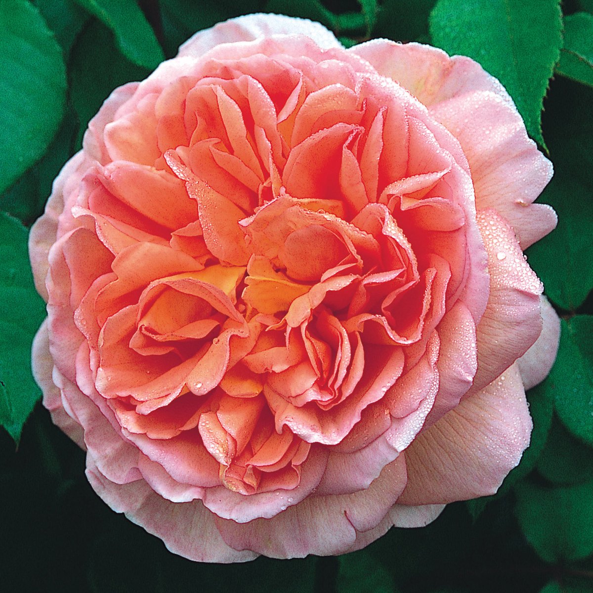 rose abraham darby