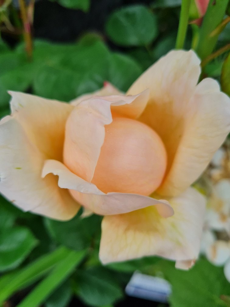 rose ambridge rose