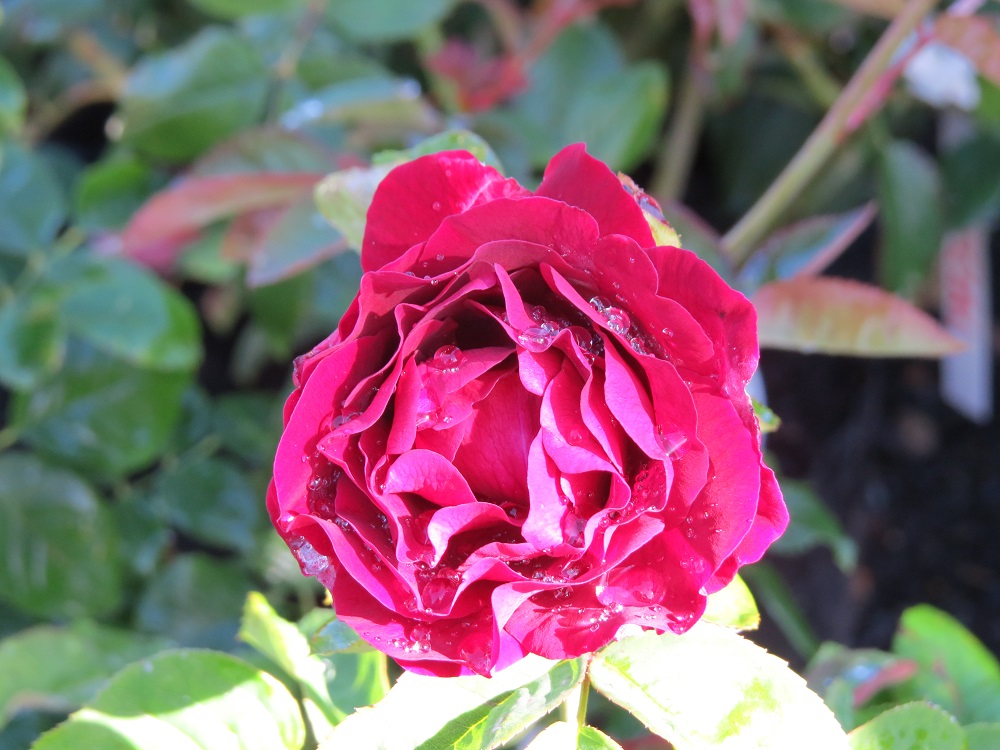 rose birthday present