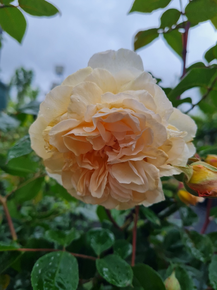 rose buff beauty