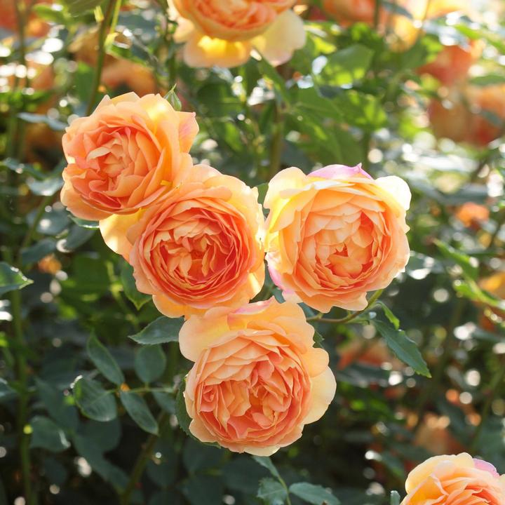 rose lady of shallott