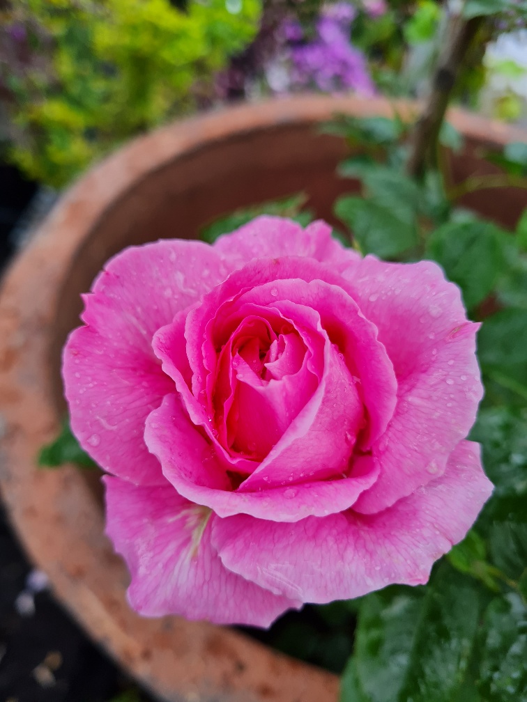 rose my grandma